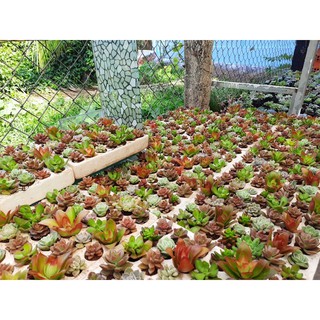 42cây sen vĩ nhiều loại (kích thước 3-4cm)