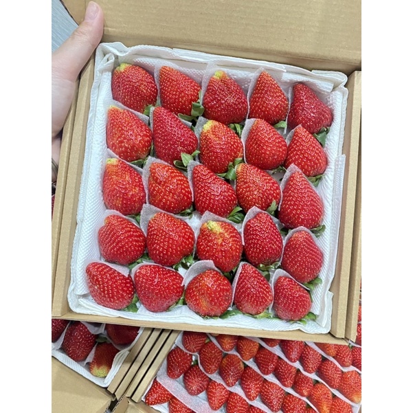Dâu tây giống Nhật Sky VIP 25-30 trái NGỌT đậm, Thơm ngon, mọng nước.