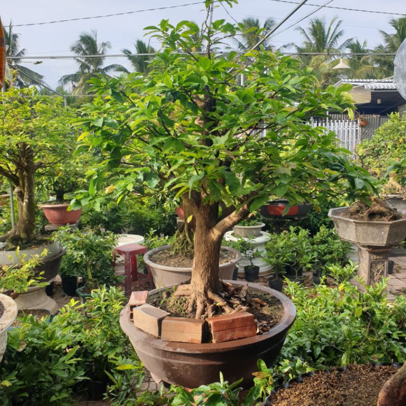 Siêu Lân - 19 - 49 -0 + TE - 500g