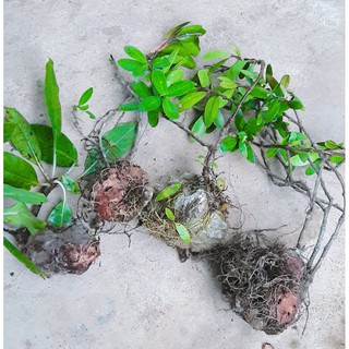 Cây Bí Kỳ Nam