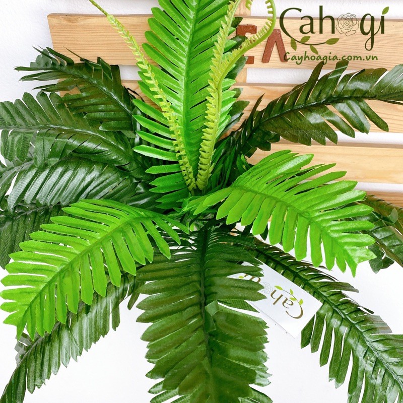 Cây giả - Vạn Tuế trang trí cỡ lớn