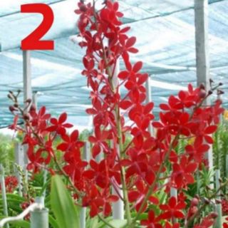 MOKARA CẮT CÀNH GIỐNG