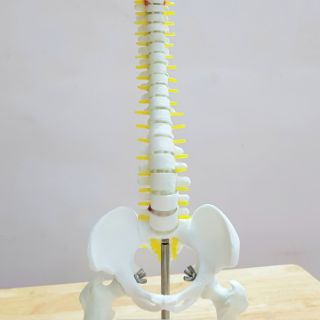 MÔ HÌNH CỘT SỐNG 45CM