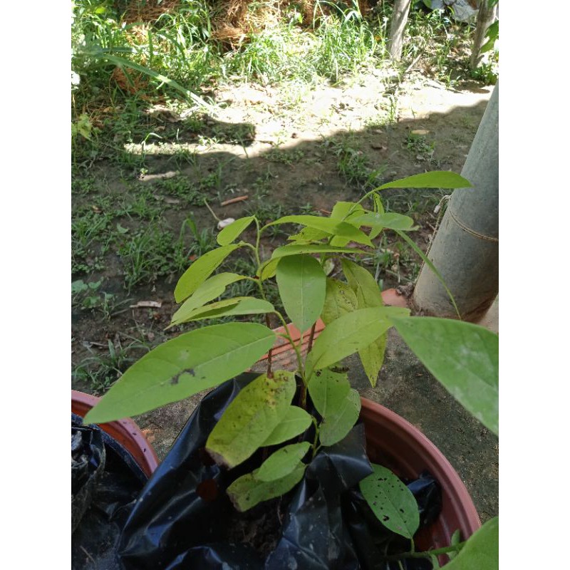 cây giống mãng cầu ta