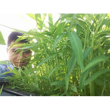 Rau Muống Lá Tre Cao Sản 211