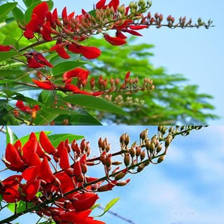 CÂY OSAKA ĐỎ - CÂY MUỒNG HOA ĐỎ (CÂY GIỐNG MỘT NĂM TUỔI)