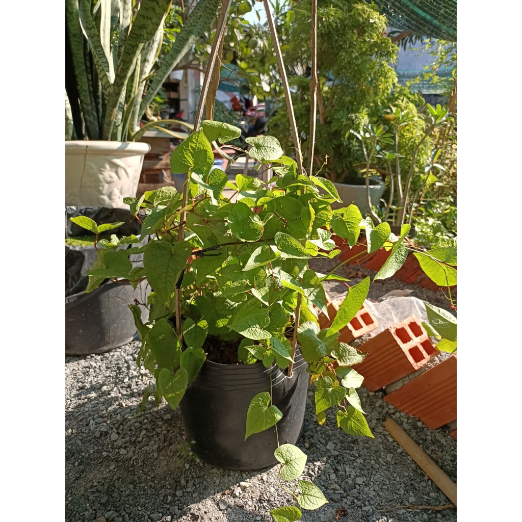 Hoa tigon trồng hàng rào, Antigonon leptopus Hook.Et Arn - Trang Flowers