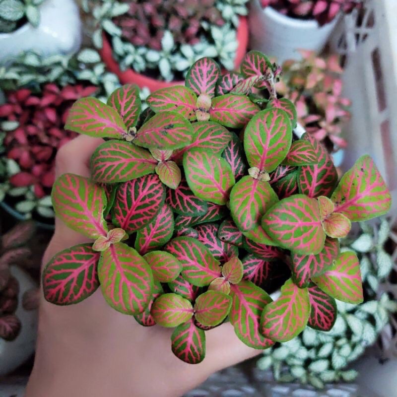 Cây cẩm nhung Fittonia, lá may mắn nhiều màu đẹp - D8 x R8 x C 10 cm - Sẵn chậu nhựa kèm theo