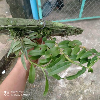 Lan giả hạc asa ghép gỗ