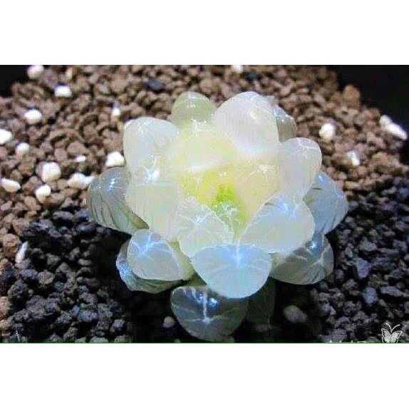 Hạt giống sen đá ngọc - sen kim cương - gói 20 hạt