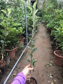 Cây giống Táo Đỏ Mỹ