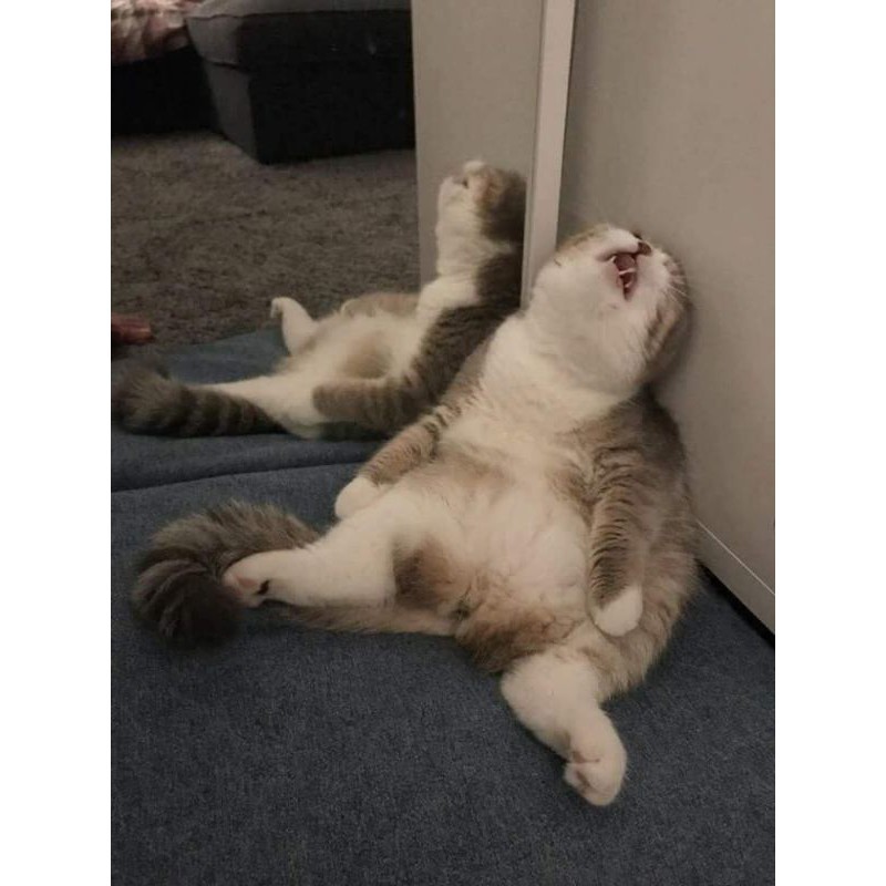 Thức Ăn Cho Mèo, Cỏ Cho Mèo, Catnip