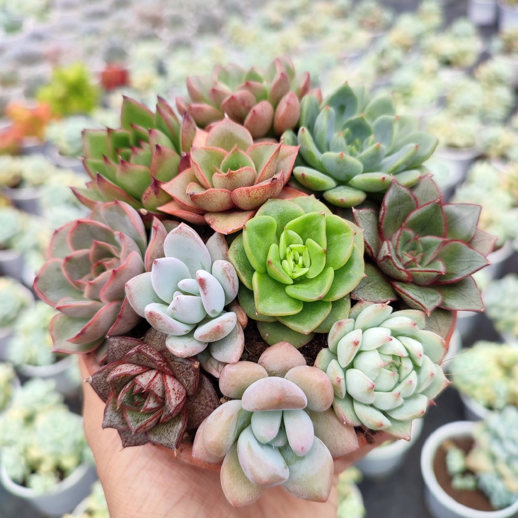 Sen đá mini Gấu Trúc mix màu 6 loại khác nhau, siêu đẹp, thích nghi mọi khí hậu, lỗi 1 đổi 1