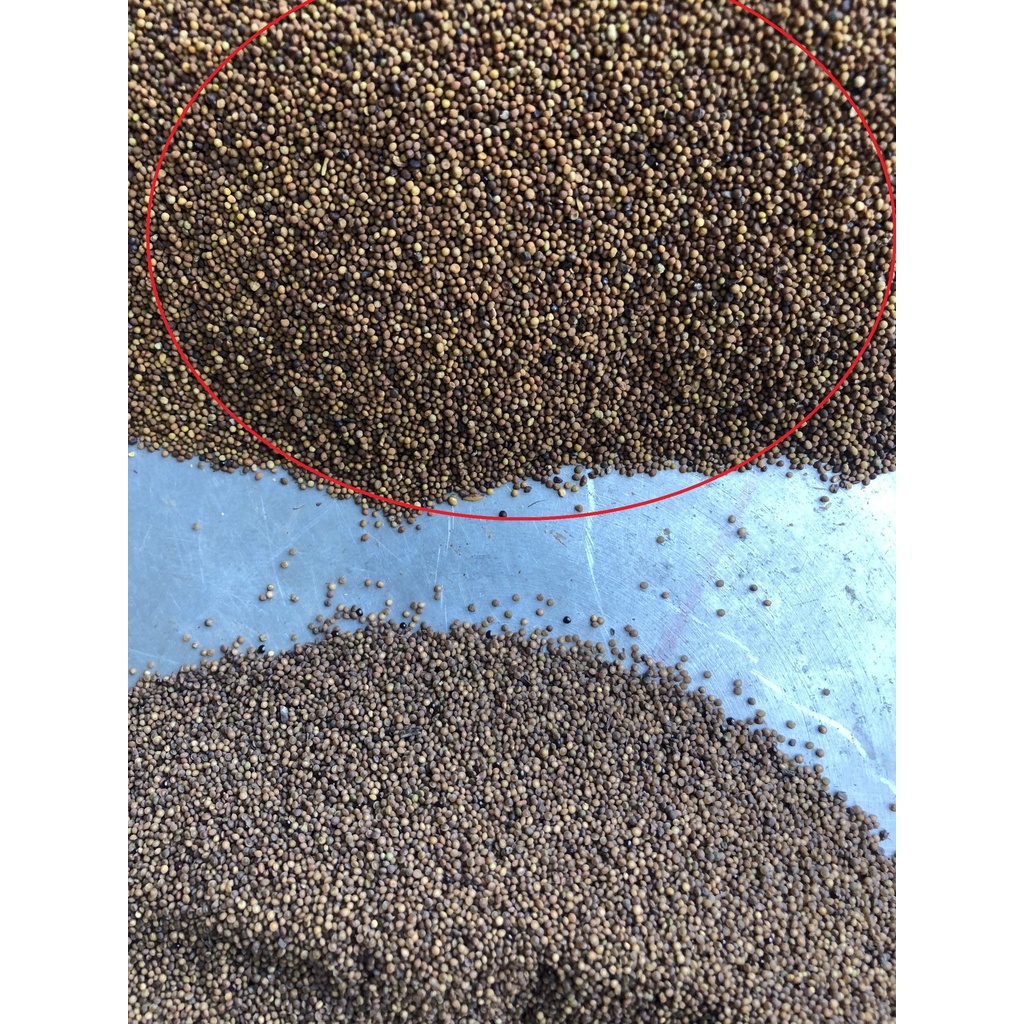THỎ TI TỬ LOẠI 1  - Thảo Mộc Tuệ Minh