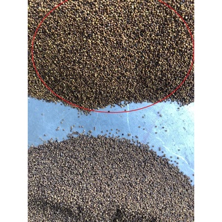 Thỏ ti tử chuẩn đẹp - thảo mộc tuệ minh