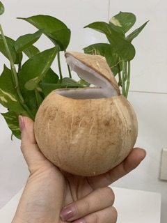 Dừa Xiêm Trọc Bến Tre