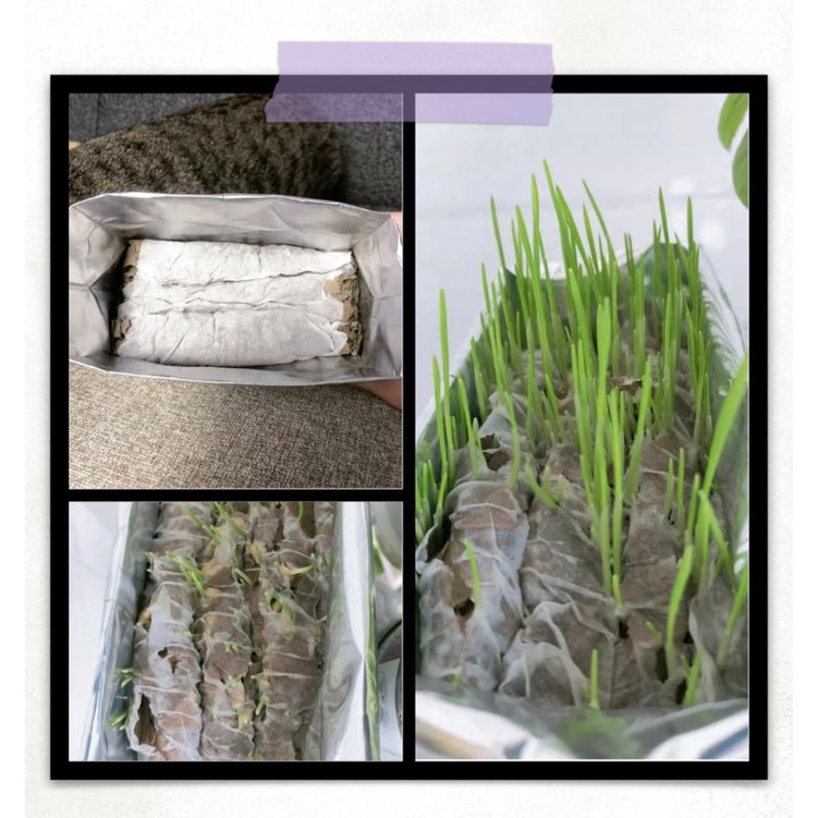 Cỏ Mèo Tự Trồng Cat Star - 1 Gói