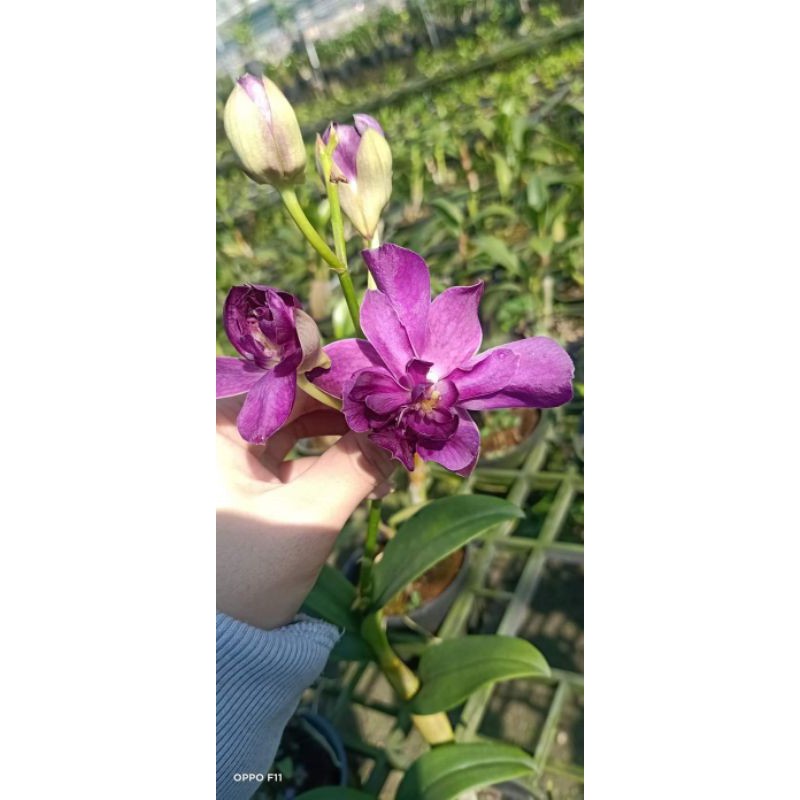 Hoa lan denro hoa hồng Blue - cây lớn