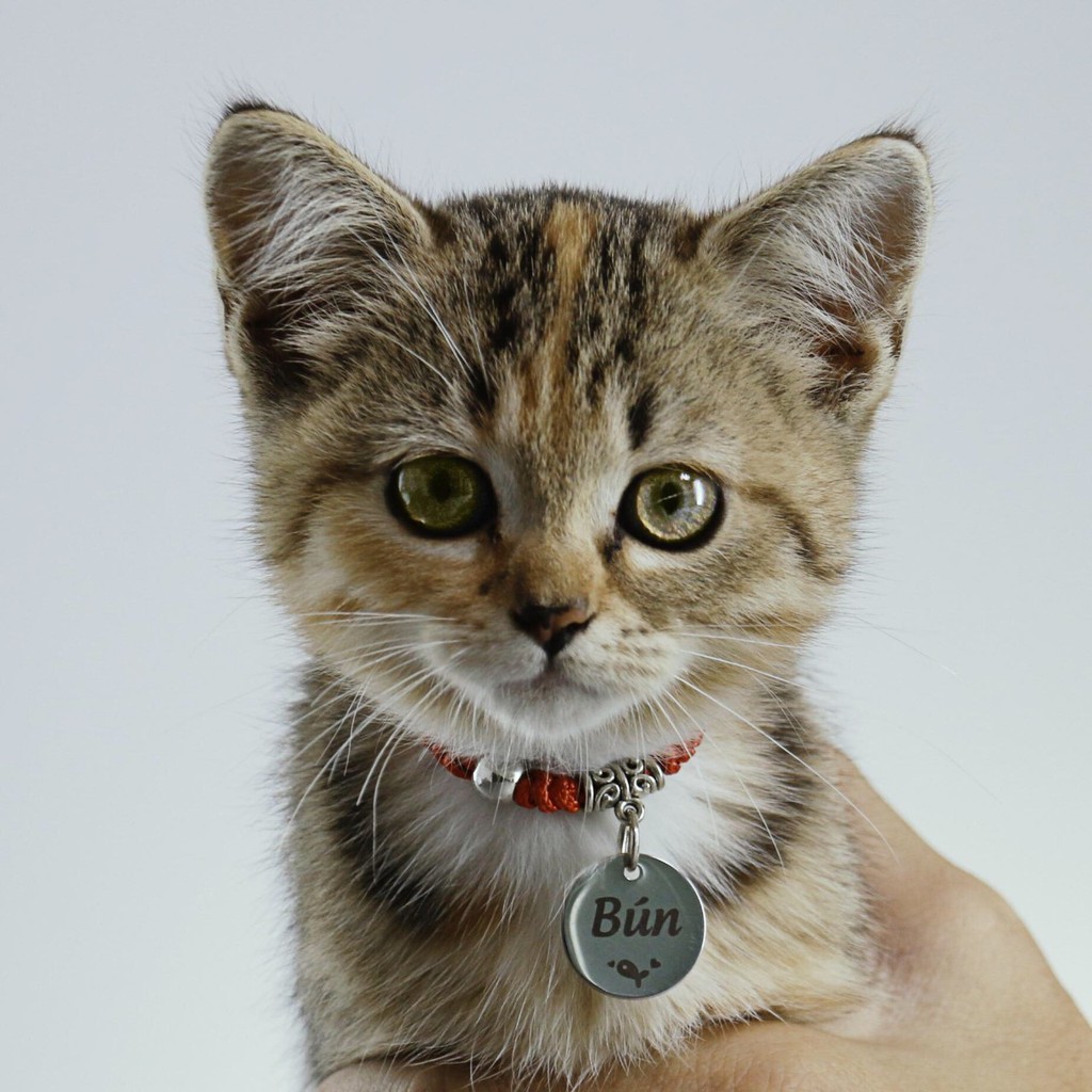 Vòng Cổ Kèm Thẻ Tên Khắc Inox Cho Chó Mèo Nhỏ Mèo Con