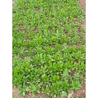 rau khúc khô loại cây lá to làm bánh khúc 100g