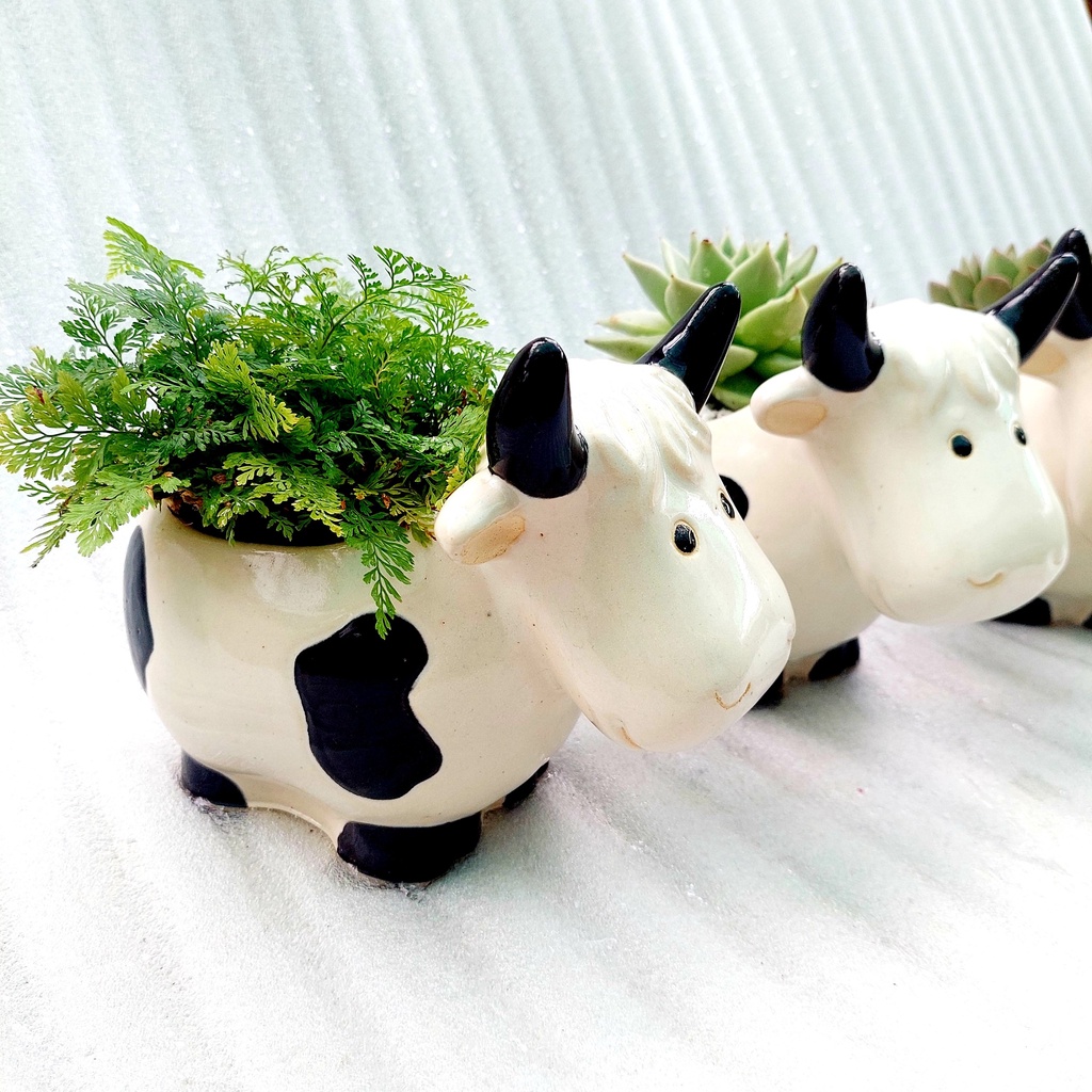 Chậu men, Chậu sen đá - Bò sữa lớn vui vẻ cười, miệng chậu 10cm, chiều cao 17cm