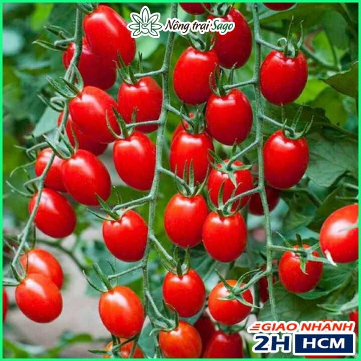 Hạt giống Cà Chua Cherry Đỏ Sinh Trưởng Vô Hạn, Trái Ngọt - Nông Trại Sago