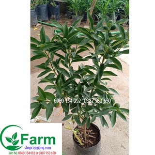 cây quất ngọt ra quả nhanh