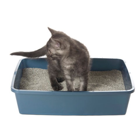 CÁT VỆ SINH NHẬT BẢN YUKI CAT LITTER - Cà Phê và Phấn Thơm 15L
