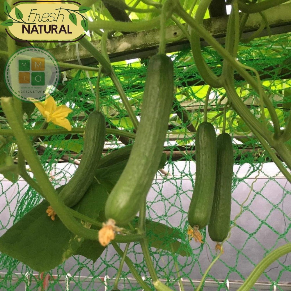 Hạt giống dưa chuột chùm, dưa leo Baby siêu trái - F1 tự thụ phấn