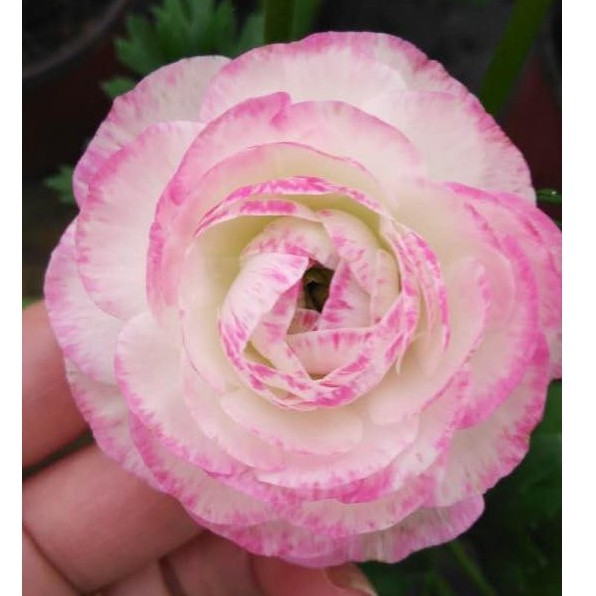 Combo 3 củ hoa hồng mao lương - 3 viên nén kích thích ươm củ