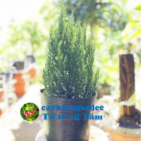 Caykiengsadec-Cây sơn tùng-tặng phân bón-hoa kiểng lá-trang trí nội thất cảnh quan sân vườn ngoài trời