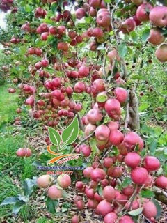 Táo tây ruột đỏ mỹ