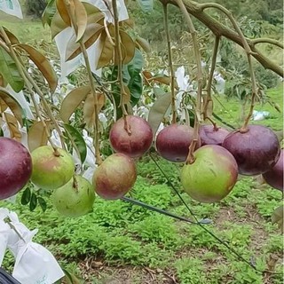 Vú Sữa  Mika....chuẩn giống