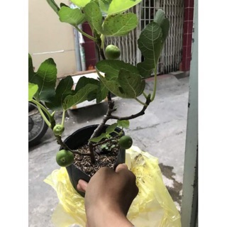 Cây sung mỹ trái lớn, vị ngọt đậm dùng ăn trực tiếp hoặc làm mứt- Trang trí-Cây hoa kiểng Đồng Tháp