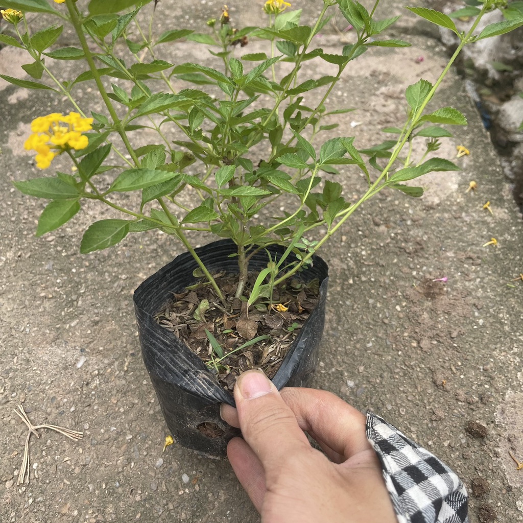 Cây hoa ngũ sắc vàng chiều cao 20cm  tán ngọn xum xuê ra hoa quanh năm thích hợp trồng trang trí sân vườn