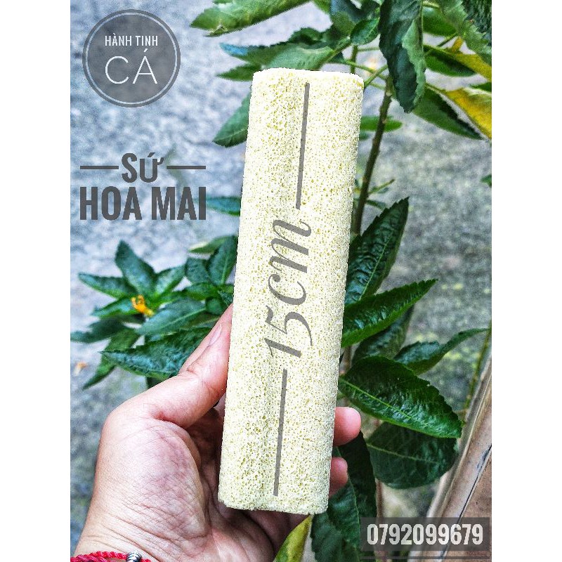 Sứ Thanh Hoa Mai LỚN [15 x 3.8cm] vật liệu lọc hồ cá