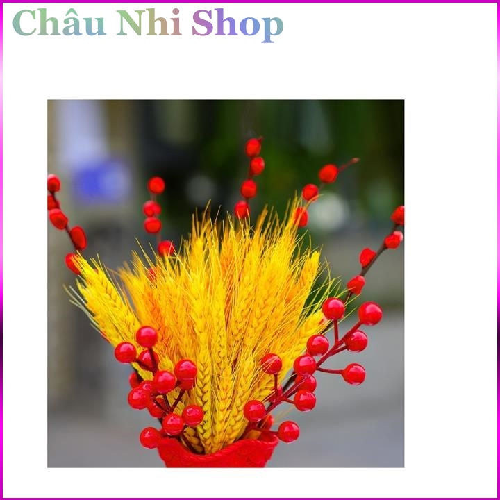 Bông lúa mạch khô Decor trang trí nhà cửa, set 30 nhánh/bó
