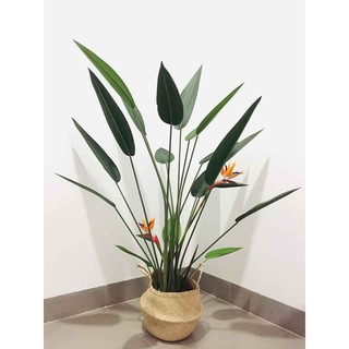 Chậu cói trồng cây size S (phi 20)