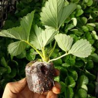 Cây giống dâu tây combo 10 cây
