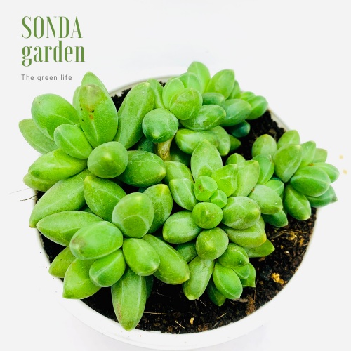 Sen đá kim cương xanh SONDA GARDEN size trung bình 6-9cm, xuất xứ Đà Lạt, khoẻ đẹp, lỗi 1 đổi 1