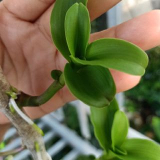 Phi điệp lá mít gân cực đẹp