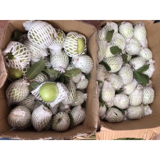 Ổi Lê 35k/kg