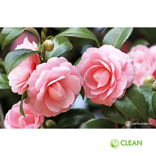 Hạt giống hoa Trà My - 5 hạt