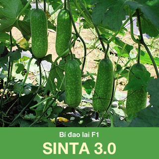 Hạt Giống Rạng Đông BÍ Đao Chanh Lai F1 Sinta 3.0