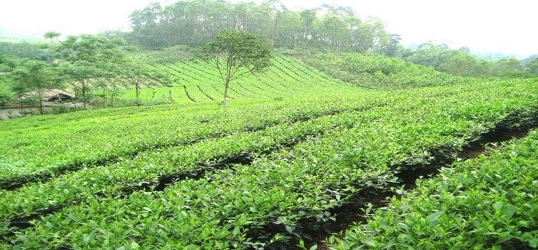 100g bột trà xanh thái nguyên đắp mặt trắng da cực tốt