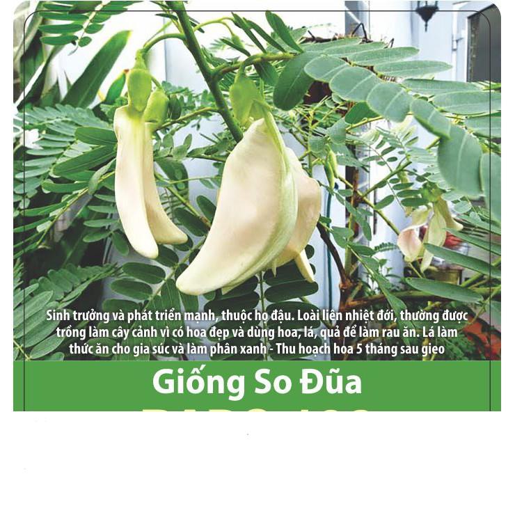 Hạt Giống So Đũa 2gr