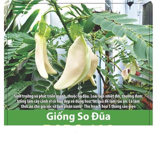 Hạt giống so đũa 2gr