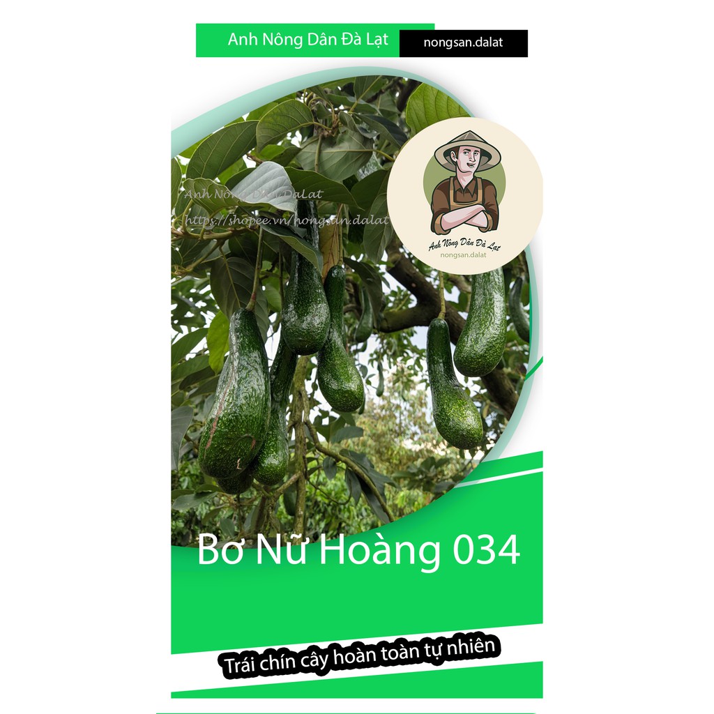 BƠ 034 - 10KG BƠ Nhà Trồng - Đặc Sản Bơ Lâm Đồng_Dẻo_Béo_Ngậy_ #bơ034 | BigBuy360 - bigbuy360.vn