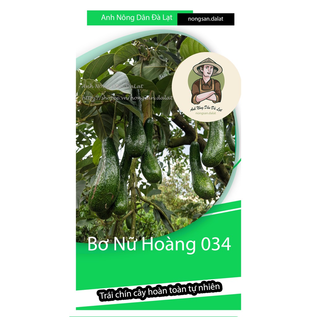 BƠ 034 - 1KG BƠ Nhà Trồng - Đặc Sản Bơ Lâm Đồng_Dẻo_Béo_Ngậy_ #bơ034