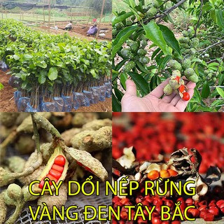 [cây dược liệu]Dổi Nếp Rừng(ảnh thật) lấy hạt lấy gỗ, Dổi Ghép Dổi Thực Sinh bầu đất lớn